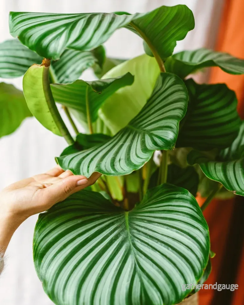 Calathea orbifolia - Bild 2