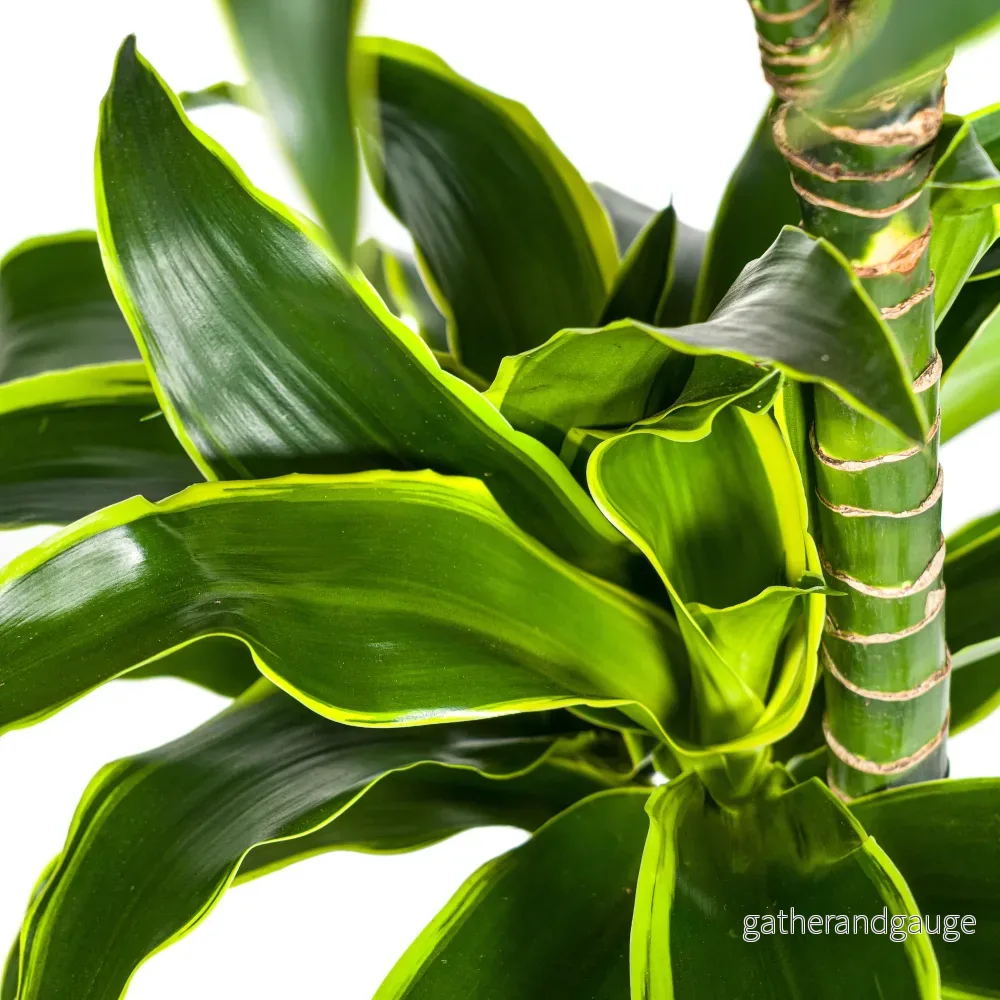 Dracaena Deremensis Dorado Ø24cm - ↕120 - 140cm - Bild 3