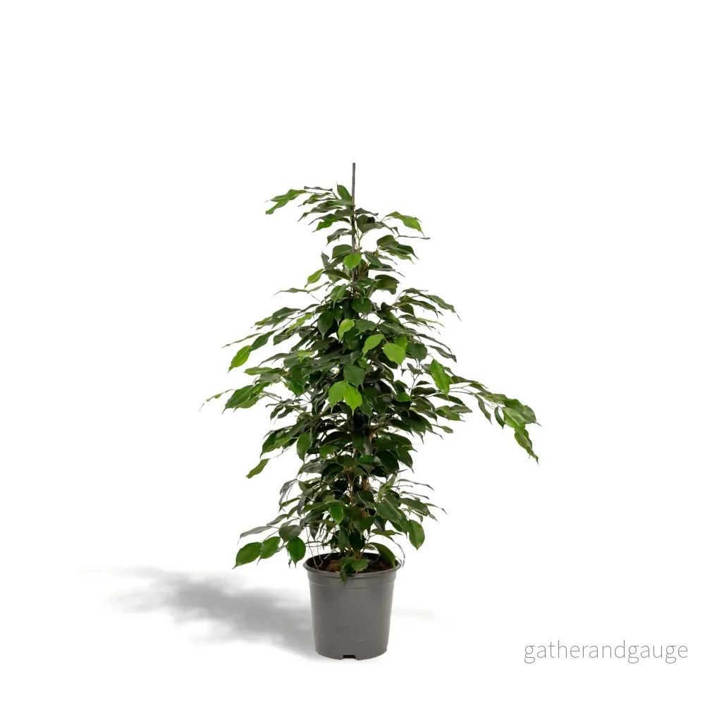 Ficus benjamina h95cm Ficus benjamina h95cm