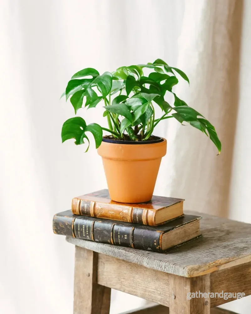 Monstera Minima Monstera Minima