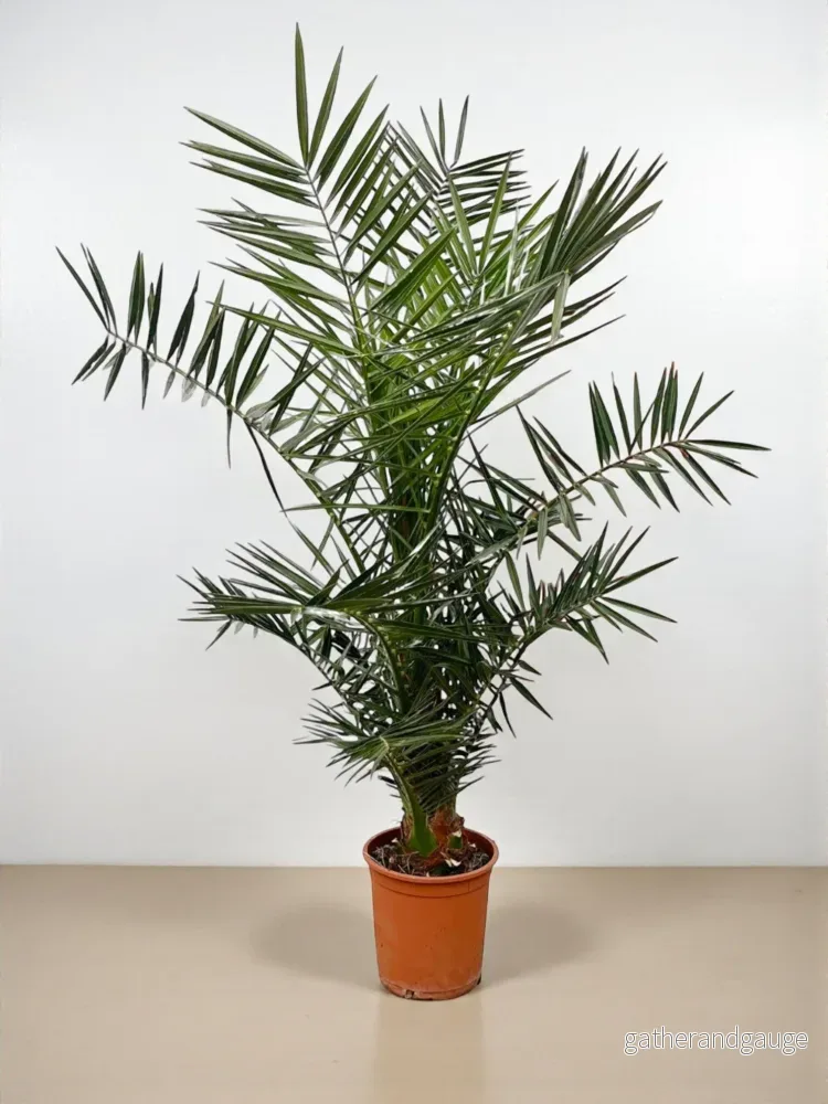 Phoenix Canariensis Phoenix Canariensis