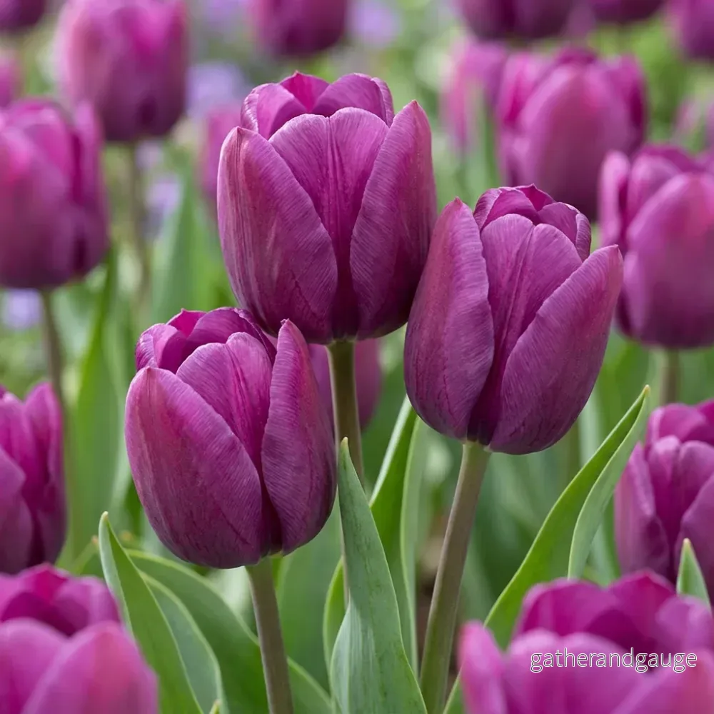 Tulipe triomphe violette Tulipe triomphe violette