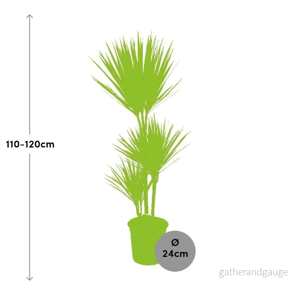 Dracaena Bicolor - Bild 2