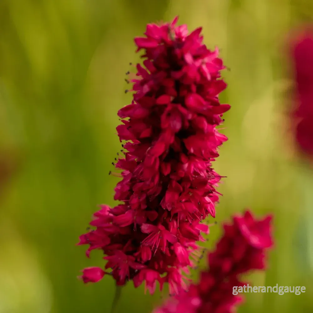 Rödbinört (Persicaria Amplexicaulis) ’Blackfield’