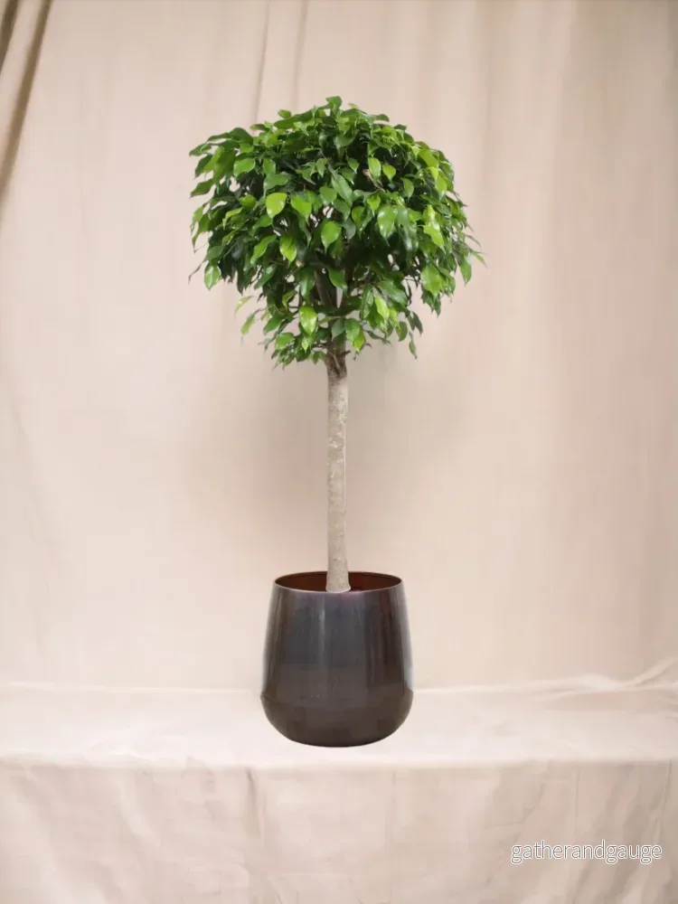Ficus Ball Columnar Ficus Ball Columnar