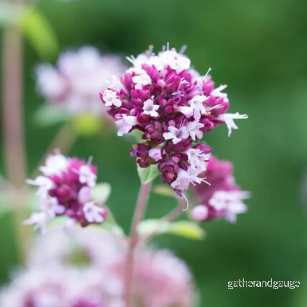 Oregano Violet (Origanum laevigatum) ’Herrenhausen’