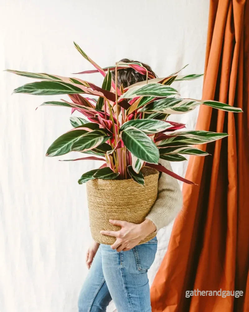 Stromanthe – Calathea Triostar Stromanthe – Calathea Triostar