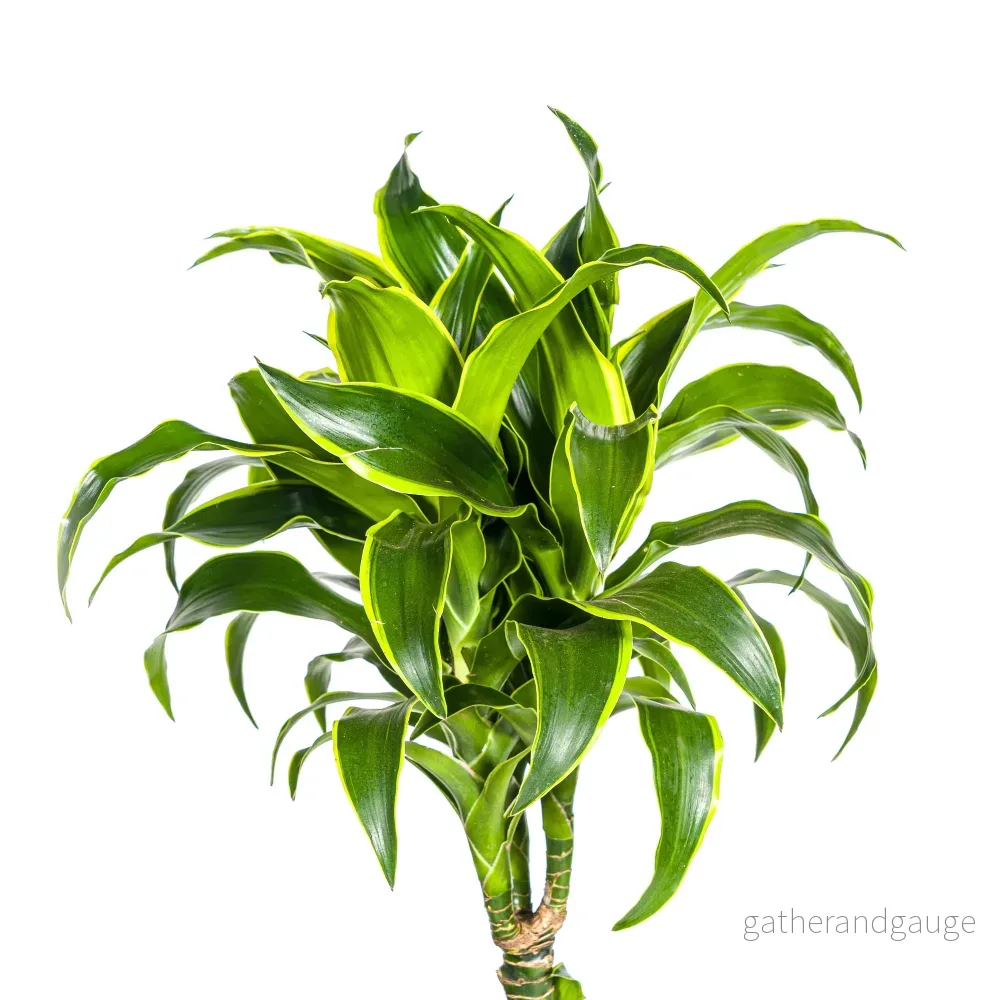 Dracaena Deremensis Dorado Ø24cm - ↕120 - 140cm - Bild 2
