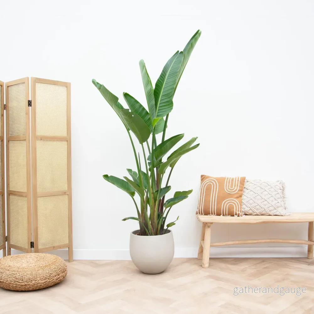 Strelitzia Augusta flerstammad - Bild 2