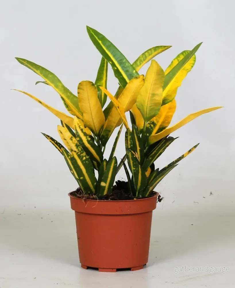 Croton 'Sunny Star' - Bild 2