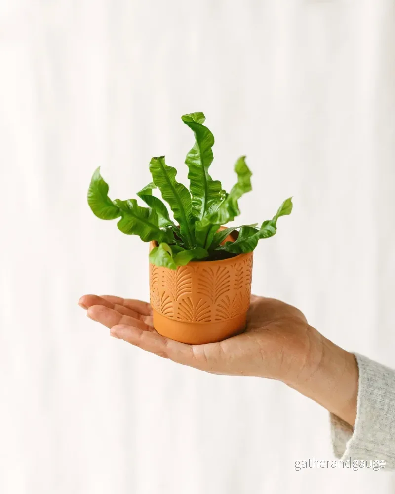 Mini Asplenium Crispy Mini Asplenium Crispy