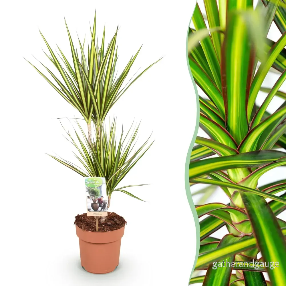 Dracaena Sunray – Paket om 1 - Bild 2