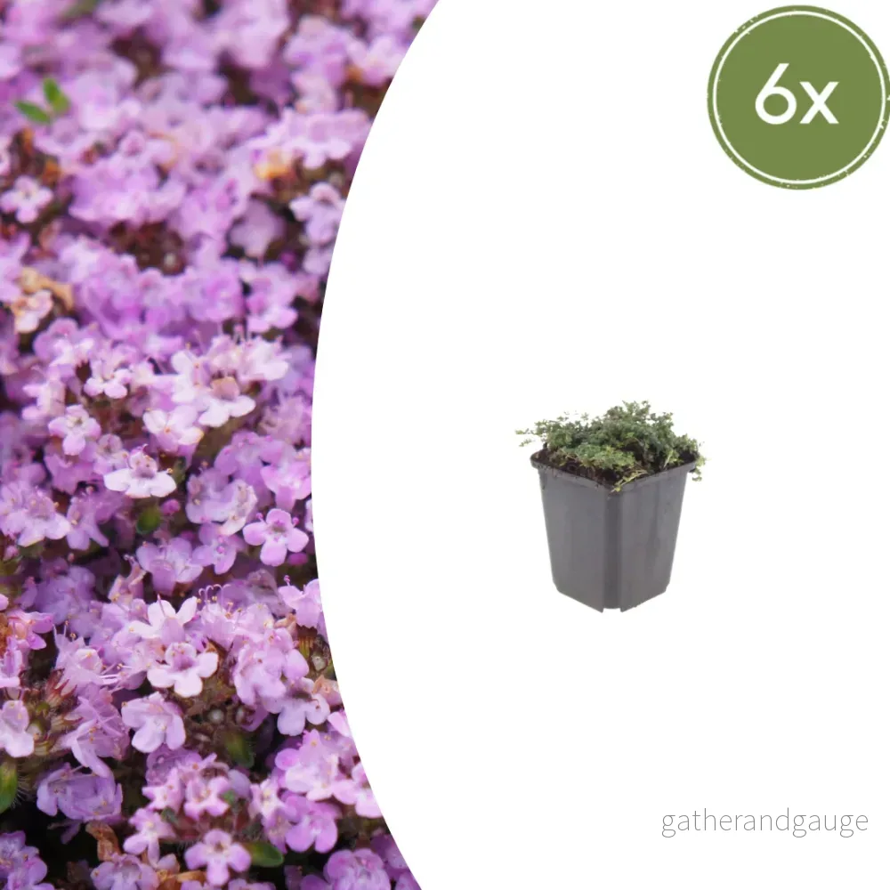 Timjan (Thymus praecox) 'Purple Beauty' - Bild 2