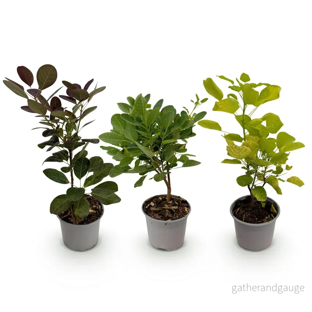 Perukträd (Cotinus Coggyria) 'Blandade Sorter' - Bild 3