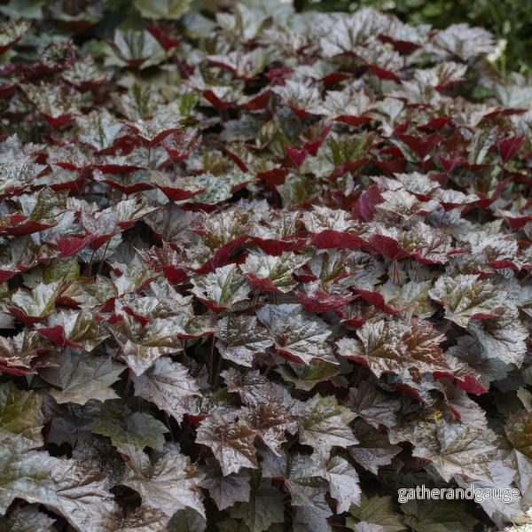Heuchera micrantha 'Palace Purple'