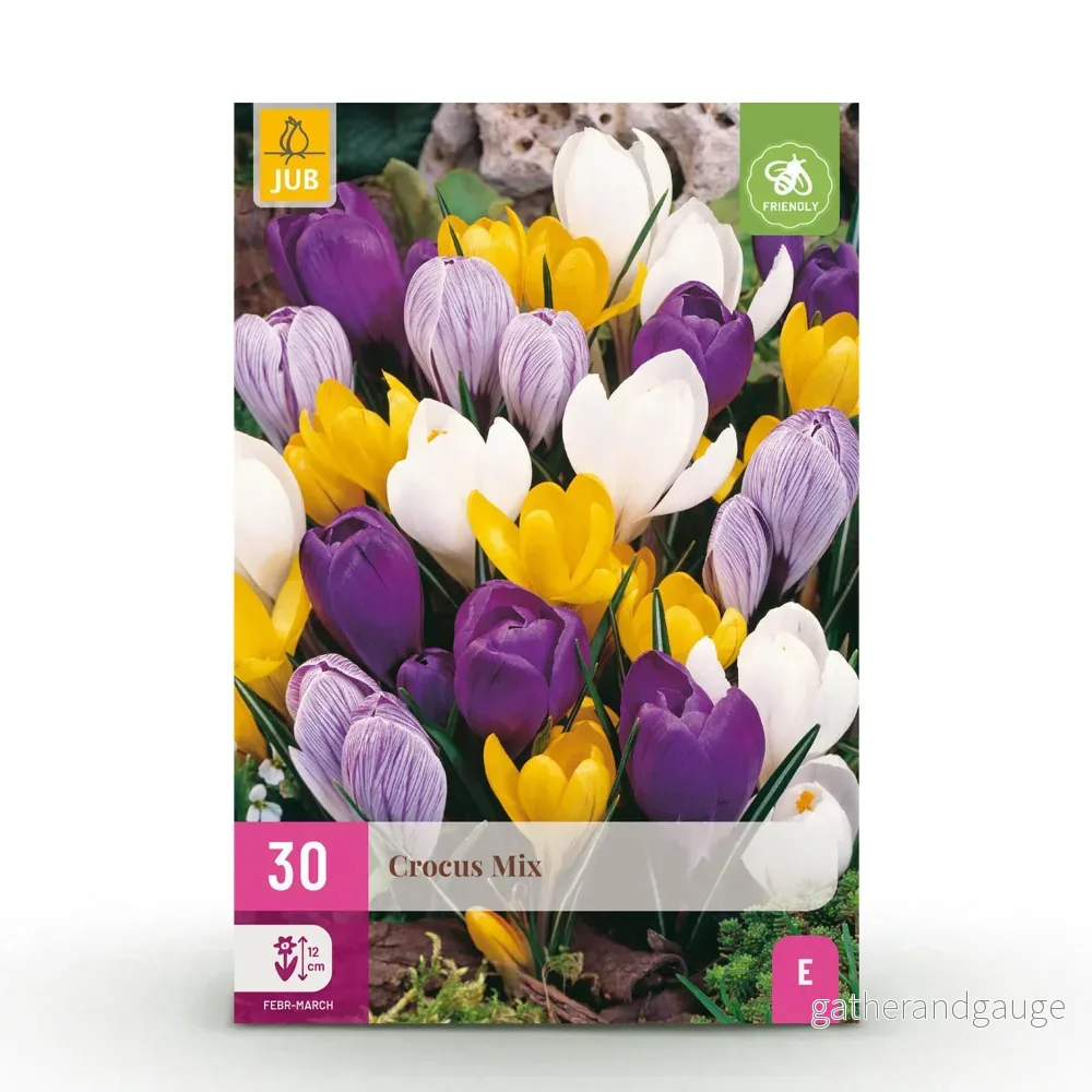 Green boutiQ - Bloembollen - Crocus Large Flowering mix - Diversen kleuren - 30 stuks - Bolmaat 7/8 - XXL Pack