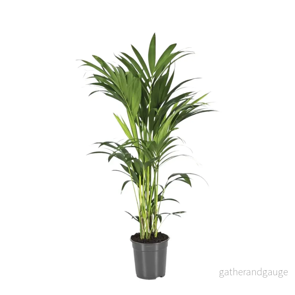 Howea Forsteriana Howea Forsteriana