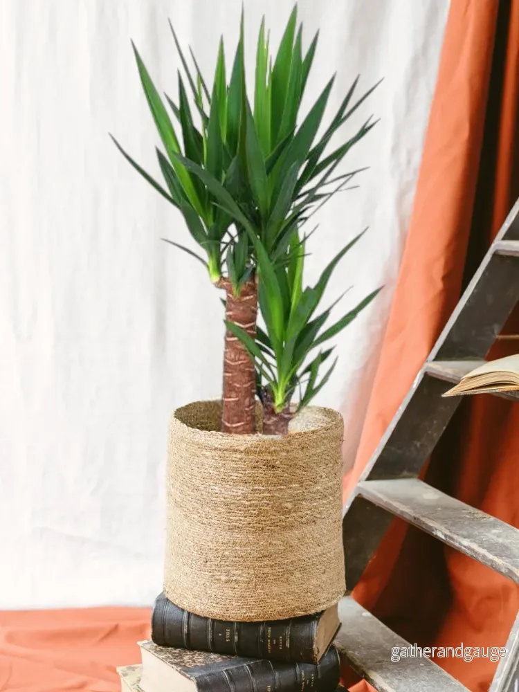 Yucca