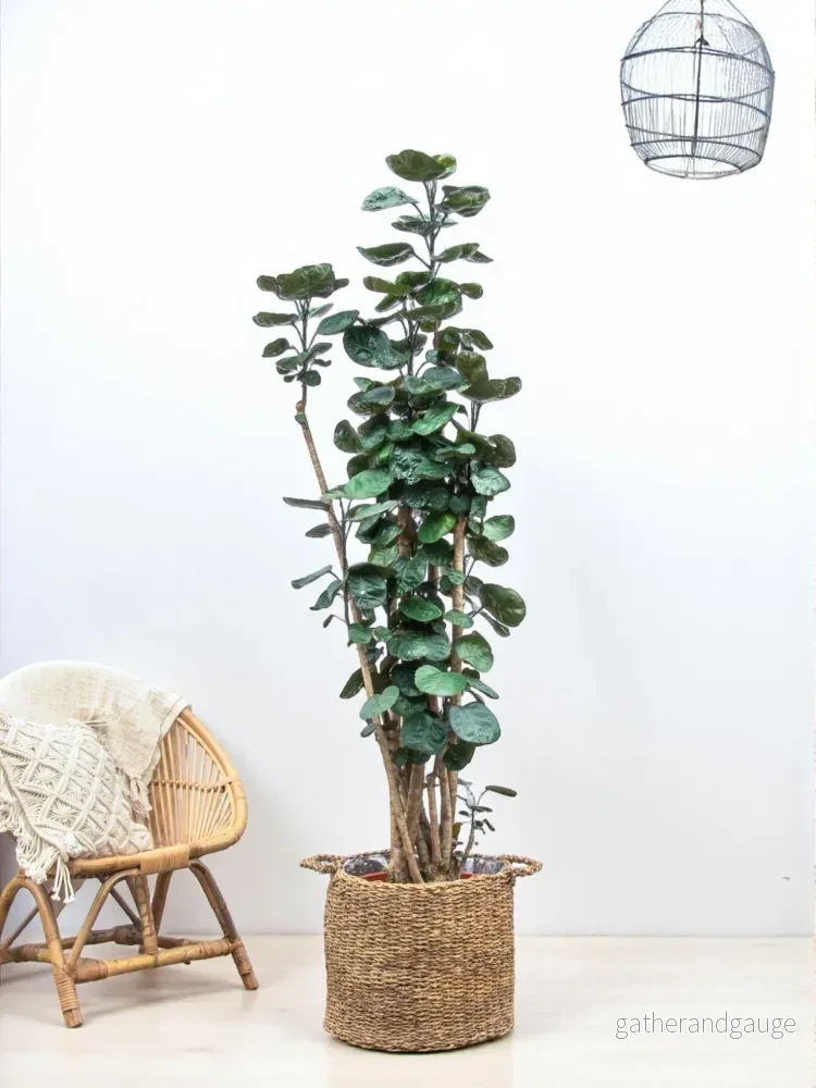 Polyscias Fabian XXL – 160 cm – â30 Polyscias Fabian XXL – 160 cm – â30