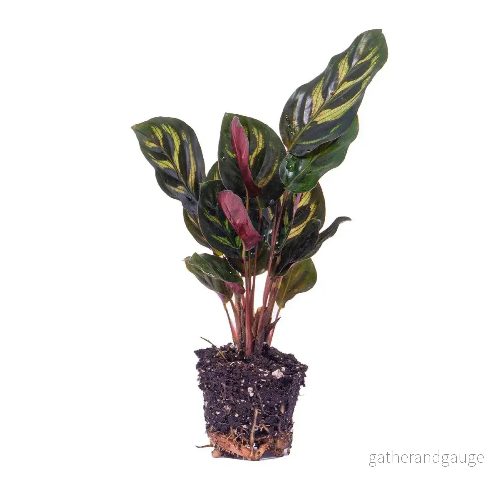 Calathea Makoyana