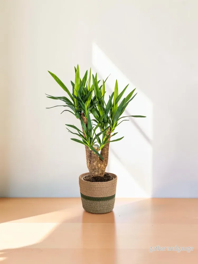 Yucca Elephantipes Vertakt met mand Ø21cm – ↕60 – 70cm Yucca Elephantipes Vertakt met mand Ø21cm – ↕60 – 70cm