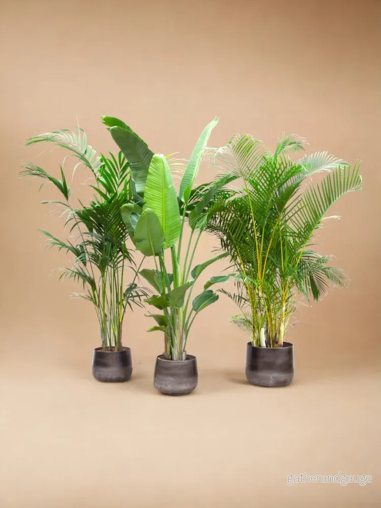 Kentia Palm, Strelitzia Augusta, Areca Palm – Set med 3 plantor – Presentförpackning Kentia Palm, Strelitzia Augusta, Areca Palm – Set med 3 plantor – Presentförpackning