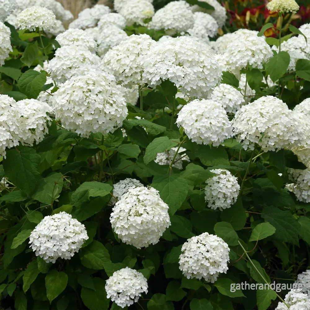 Hortensia (Hydrangea arborescens) ’Annabelle’ Hortensia (Hydrangea arborescens) ’Annabelle’