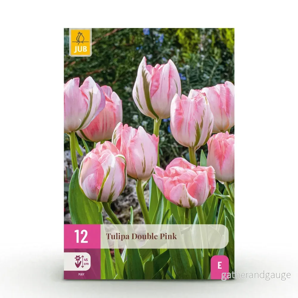 Green boutiQ – Bloembollen – Tulp Double Pink – Kleur Roze – 12 stuks – Bolmaat 11/12 – XXL Pack