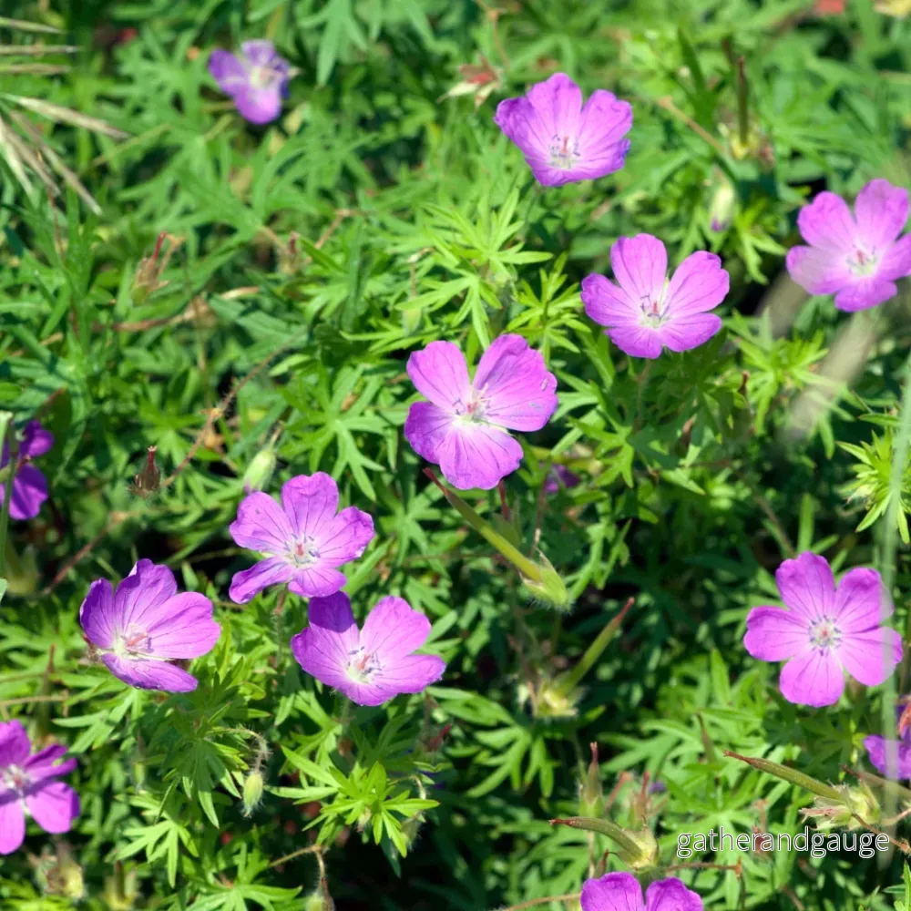 Blodstörk (Geranium sanguineum) - Bild 3