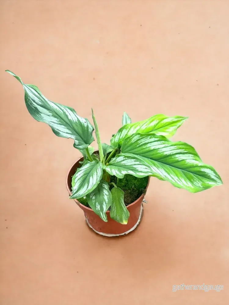 Homalomena Riau Sumatra Homalomena Riau Sumatra