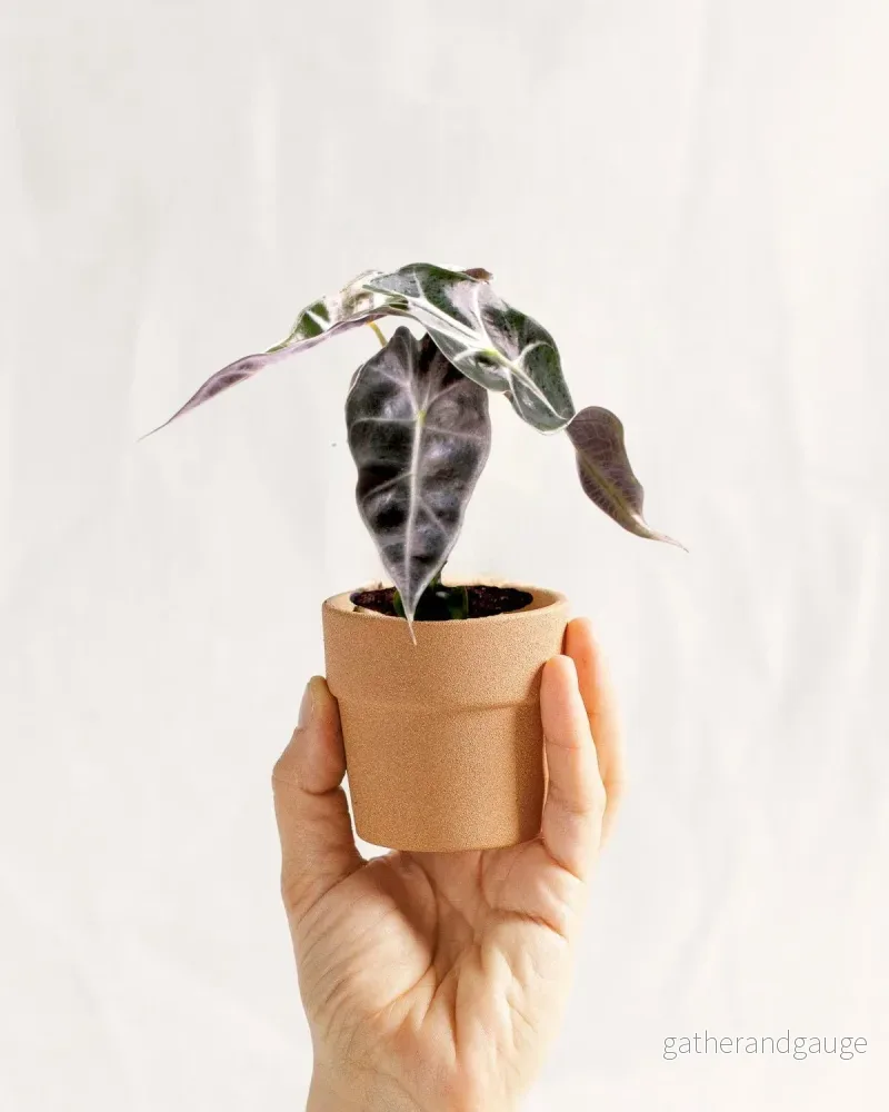 Mini Alocasia Curly Bambino Mini Alocasia Curly Bambino
