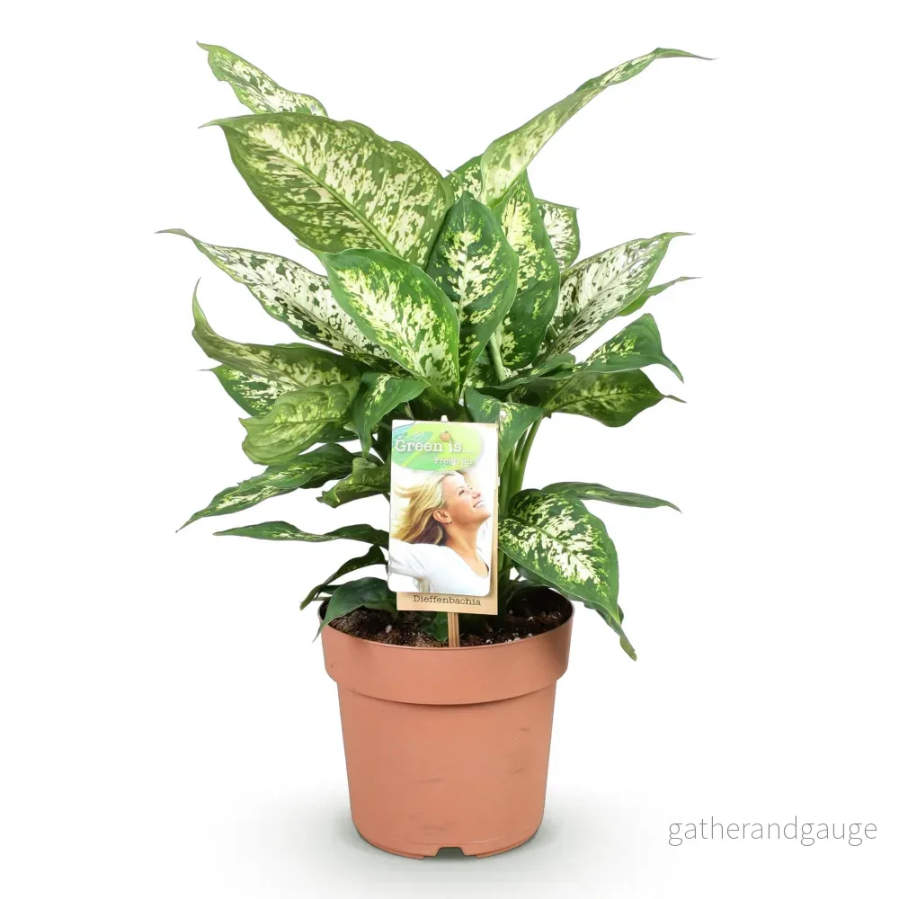 Dieffenbachia Compacta - Bild 3