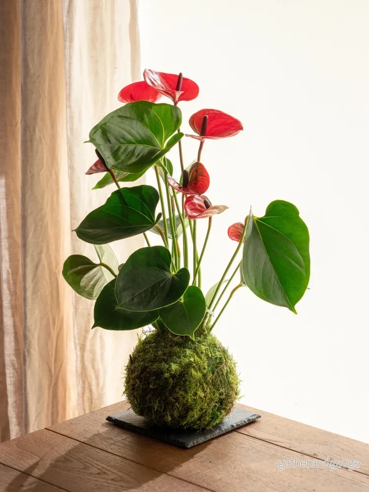 Kokedama – Anthurium Kokedama – Anthurium