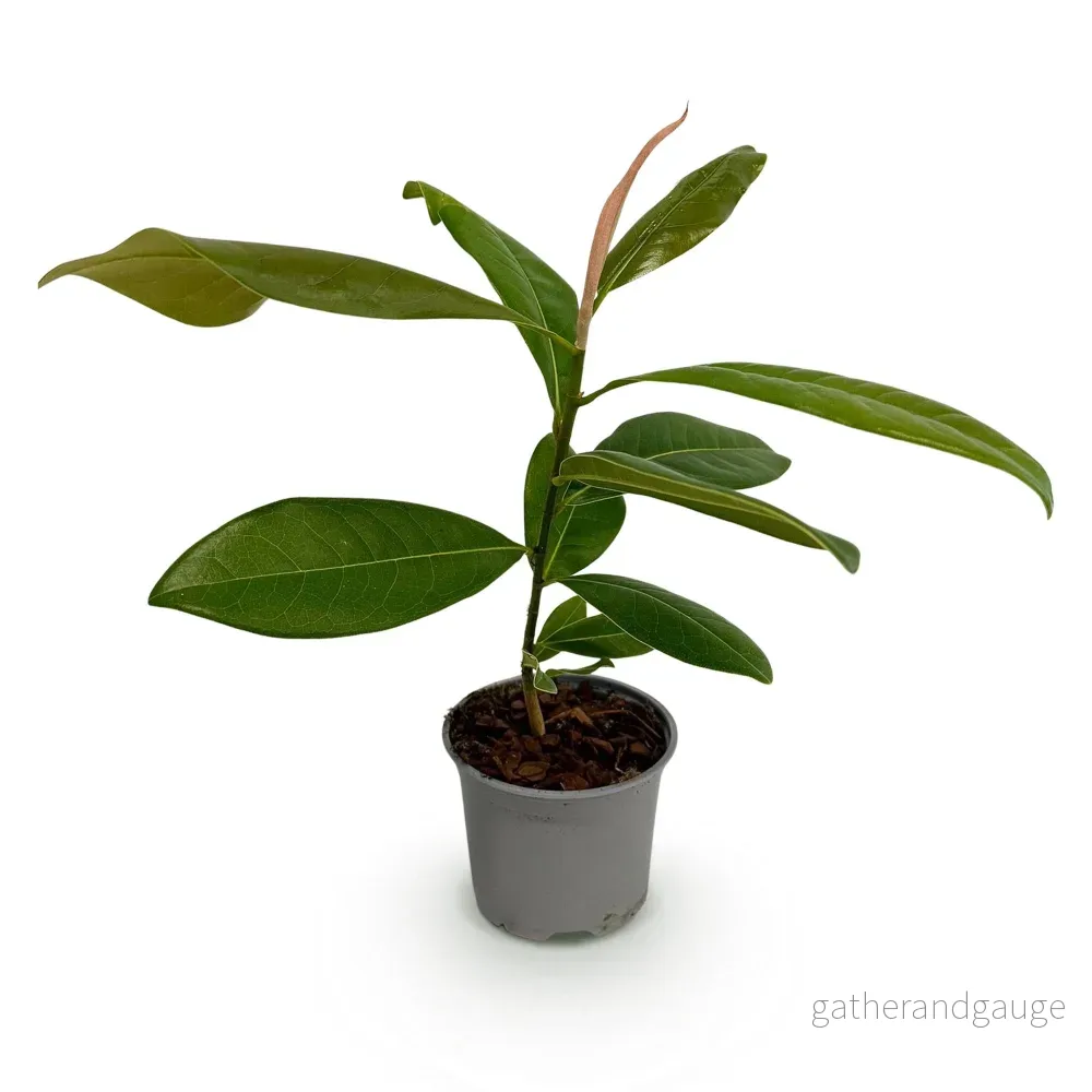 Magnolia Med Stora Blommor (Magnolia grandiflora) - Bild 3