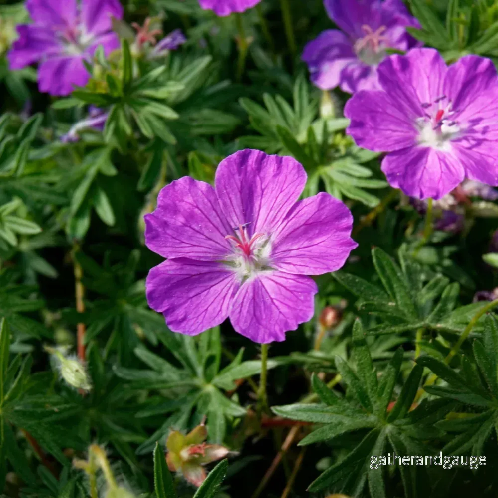 Blodstörk (Geranium sanguineum)
