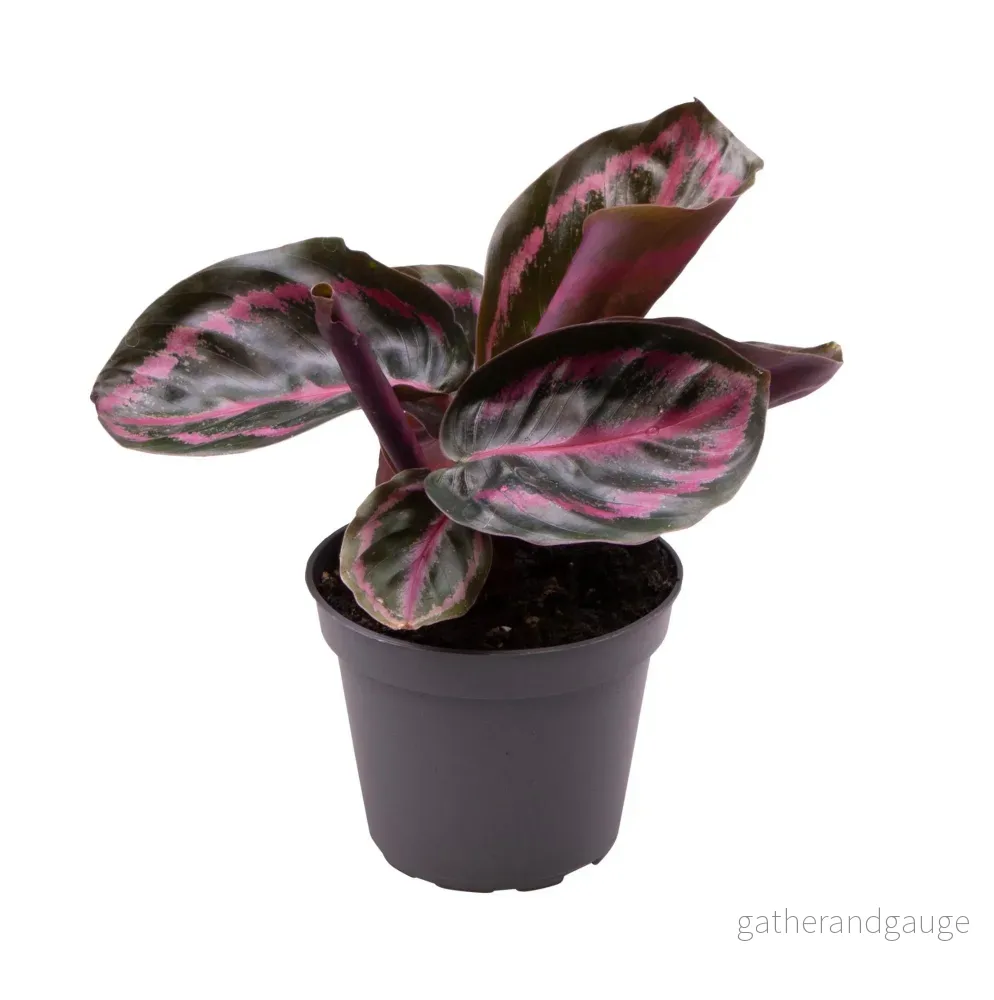 Mini Calathea Roseopicta - Bild 2