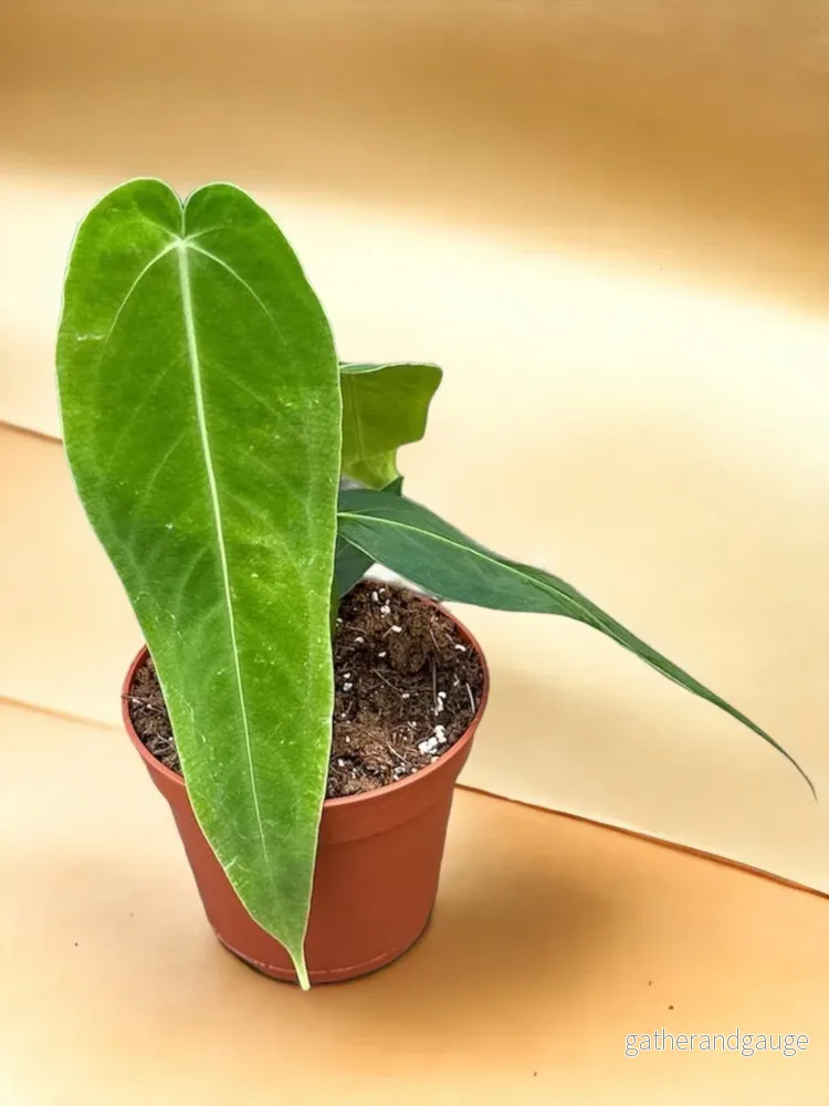 Anthurium Warocqueanum X Waterburyanum Anthurium Warocqueanum X Waterburyanum
