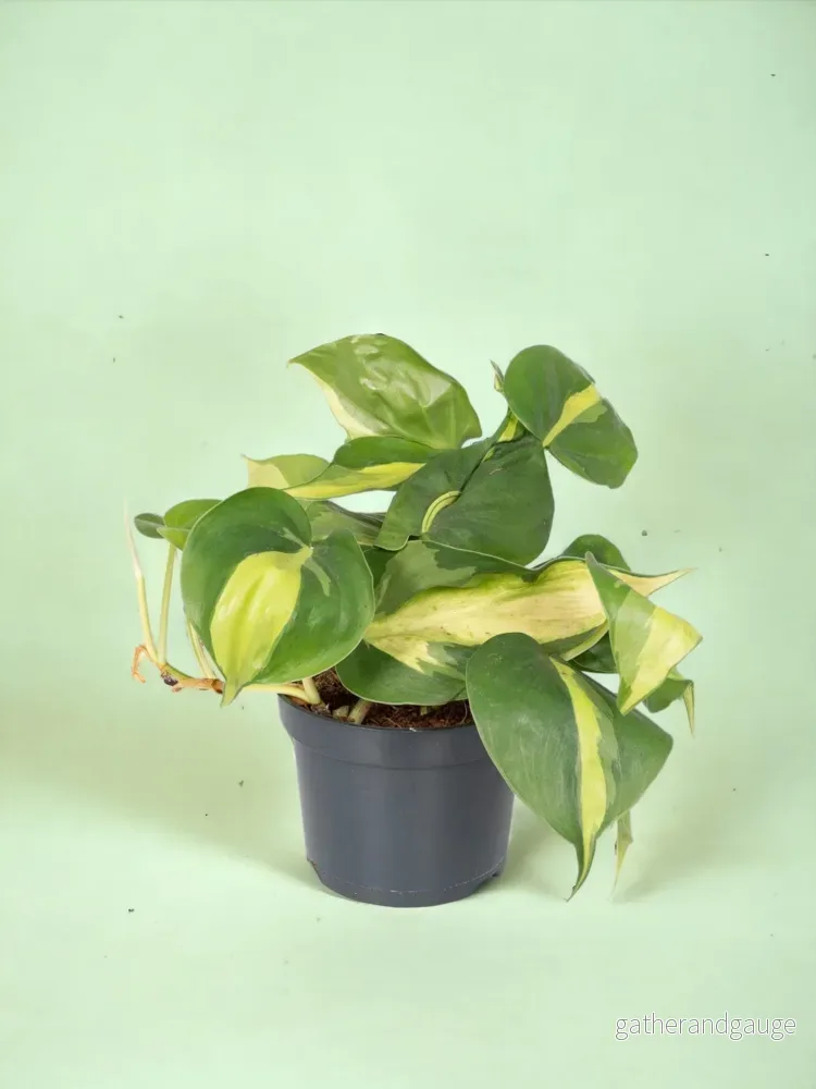 Philodendron Scandens Brasil – h15cm, Ø12cm – hängande växt Philodendron Scandens Brasil – h15cm, Ø12cm – hängande växt