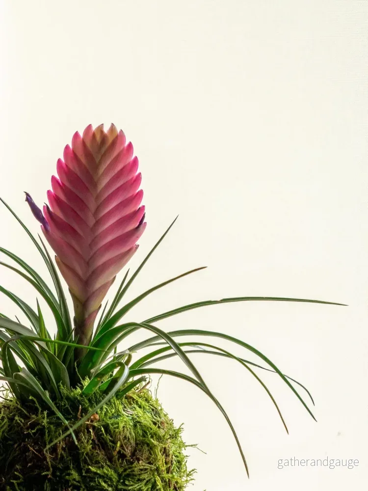 Kokedama - Tillandsia - Bild 2