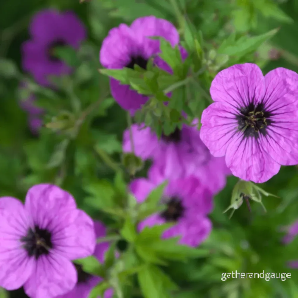 Storkransbill med Stor Rotstock (Geranium macrorrhizum) ’Bevan’s Variety’ Storkransbill med Stor Rotstock (Geranium macrorrhizum) ’Bevan’s Variety’