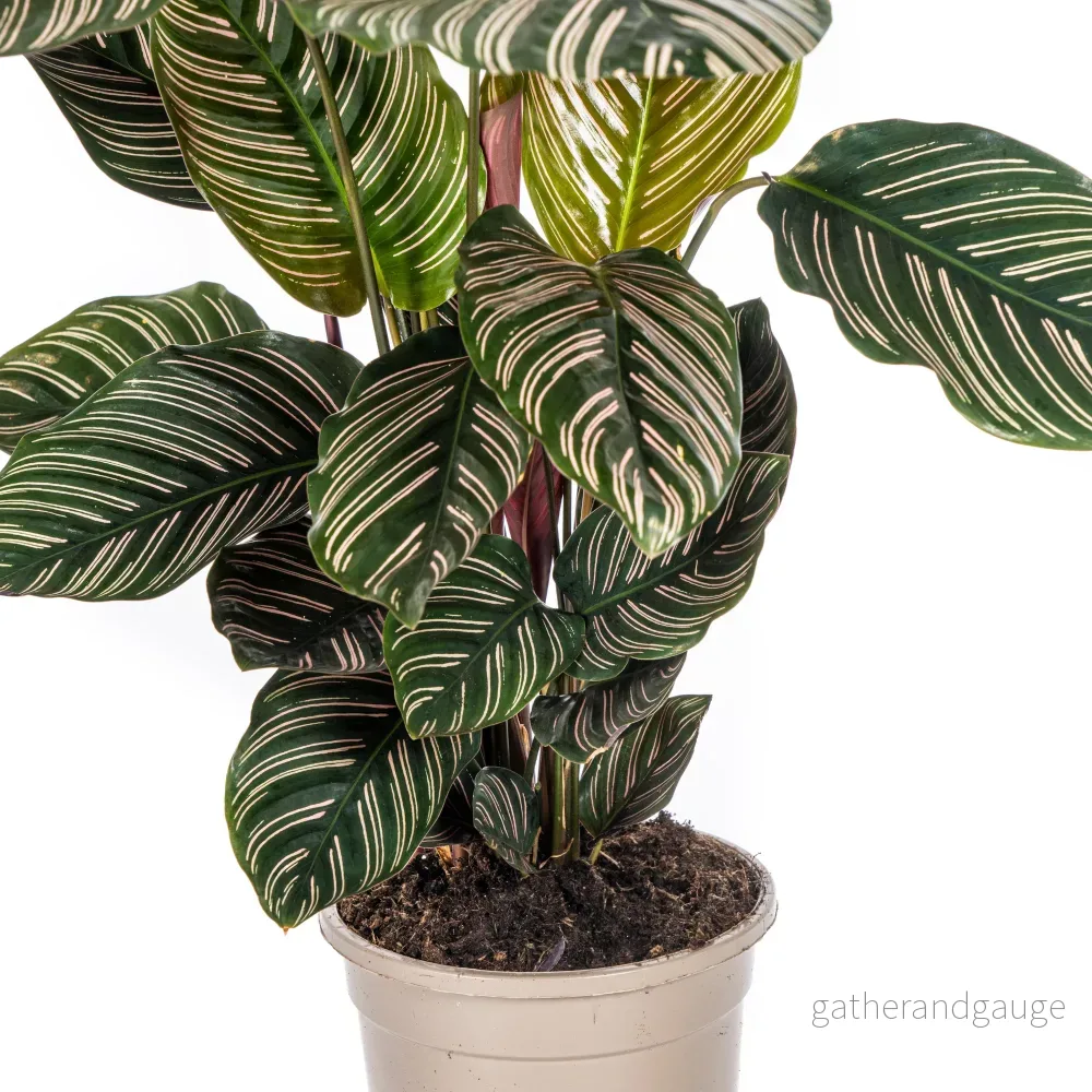 Calathea Ornata Sanderiana Ø17cm - ↕40 - 50cm - Bild 2