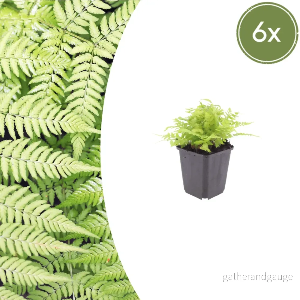 Manlig Bräken (Dryopteris filix-mas) 'Dryopteris Filix-Mas' - Bild 2