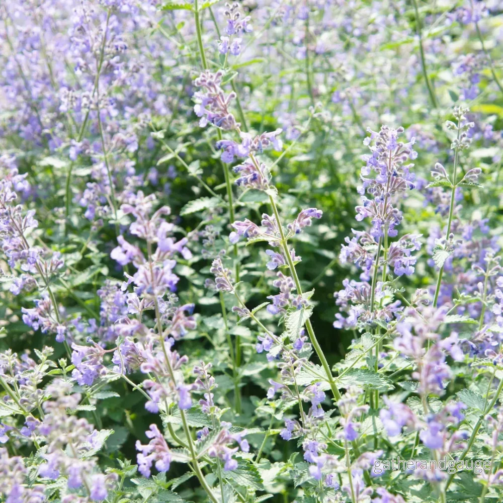 Kattmynta (Nepeta × Faassenii) 'Nepeta'