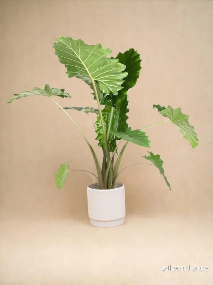 Alocasia Portodora - Bild 2