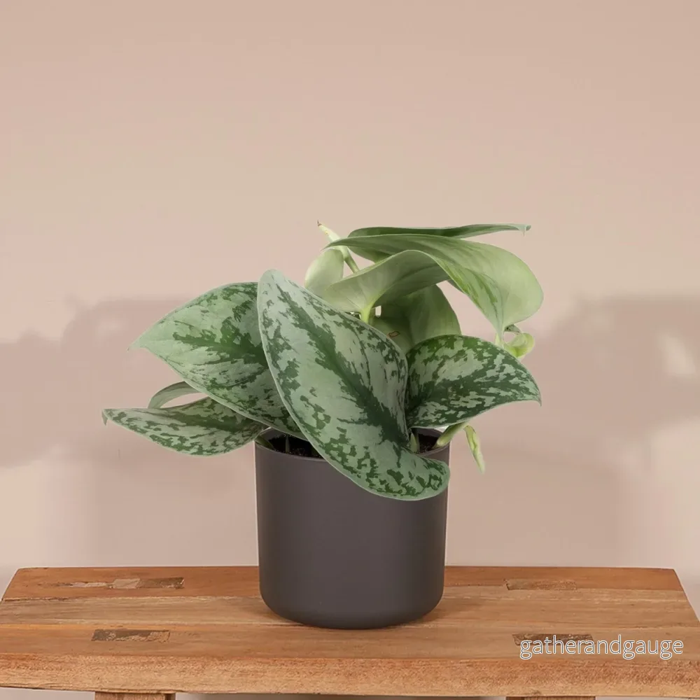Pothos Scindapsus Pictus Epipremnum h15cm - Bild 2
