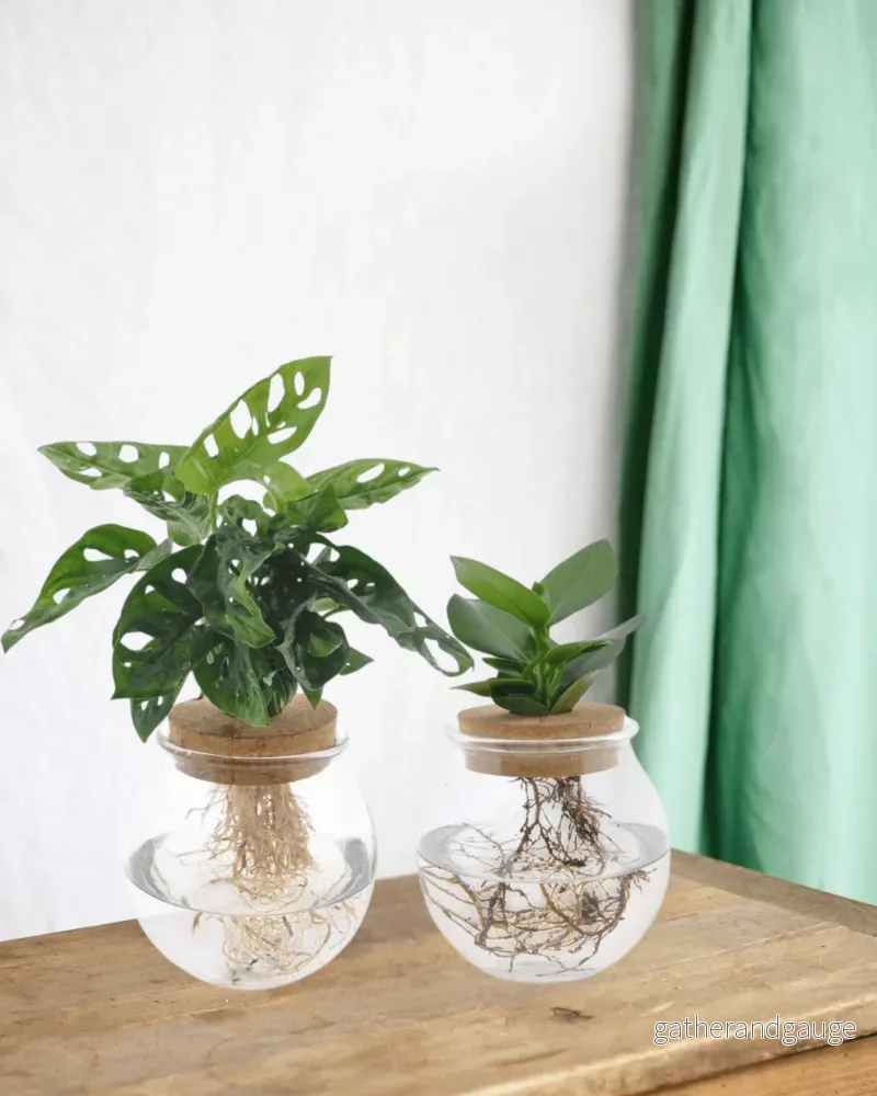 Monstera/Clusia hydrokulturduo Monstera/Clusia hydrokulturduo