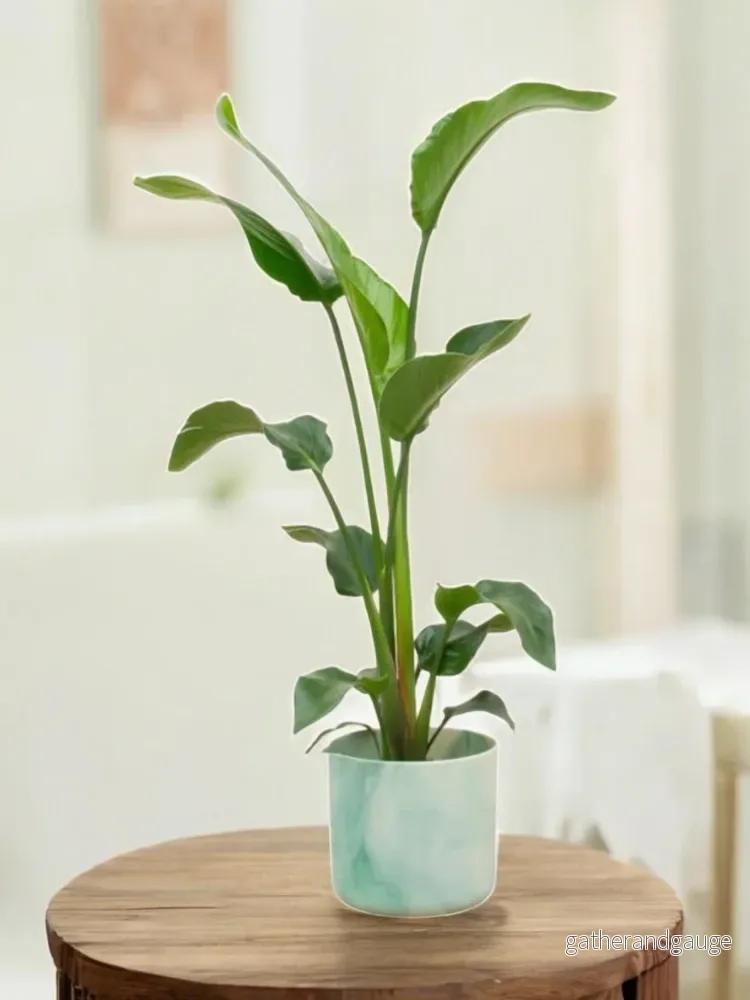 Strelitzia Nicolai 100cm och dess kruka