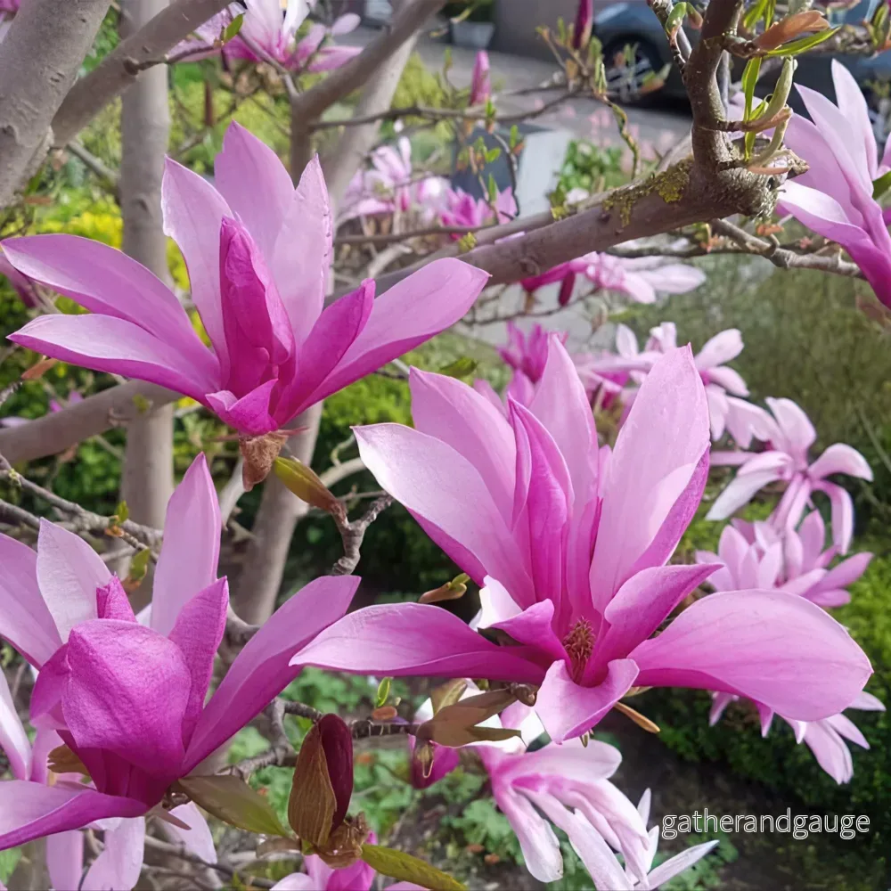 Magnolia (Magnolia liliiflora) 'Susan'