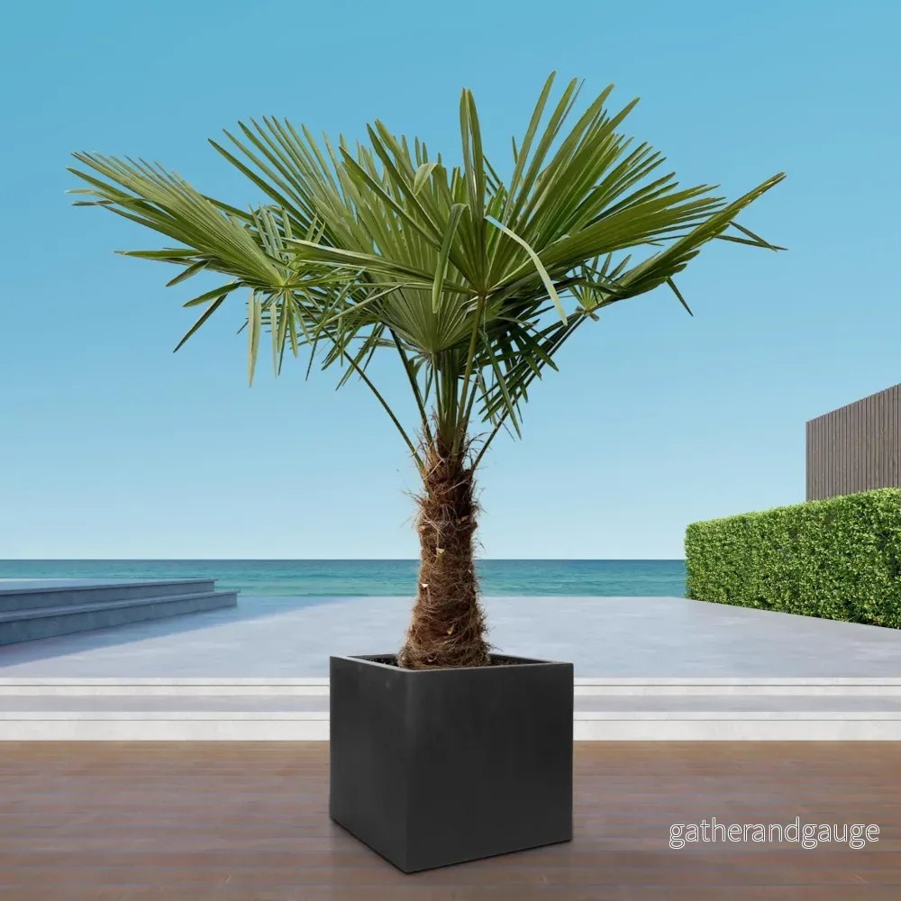 Trachycarpus - 235cm - Ø45 - Bild 3