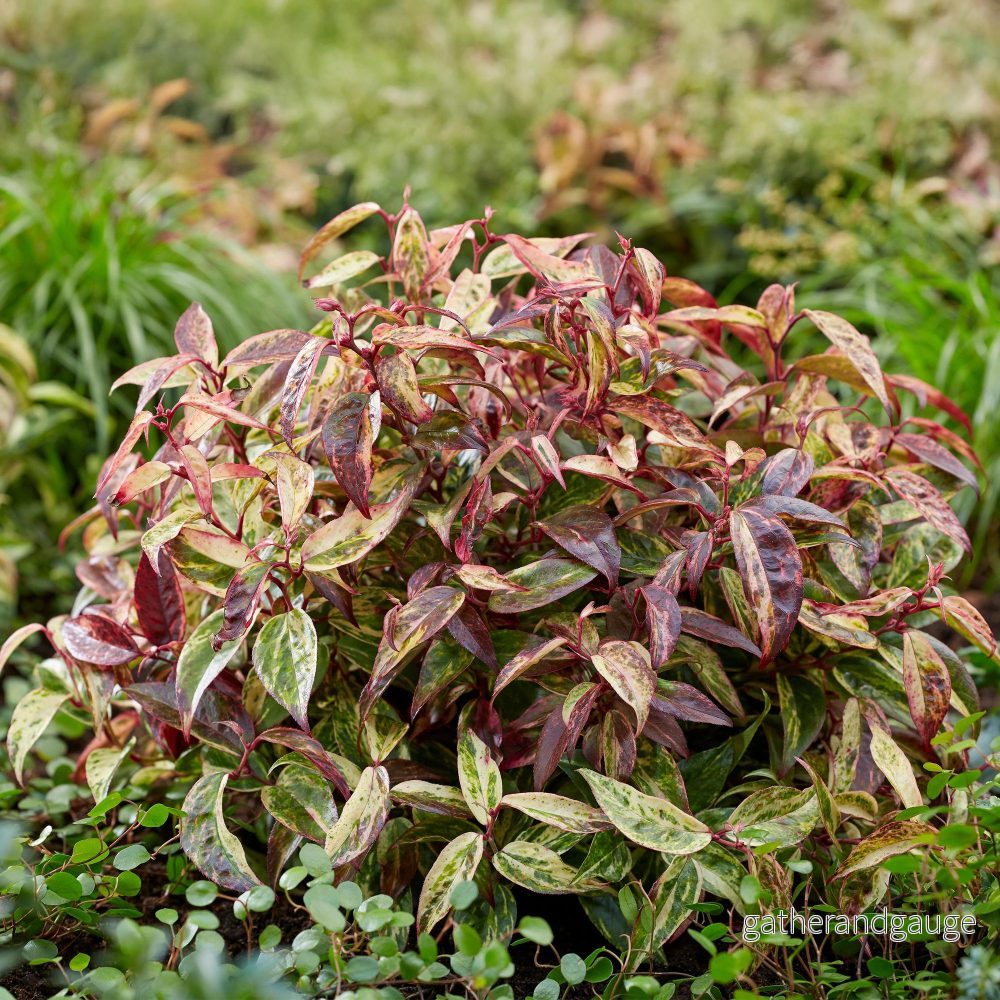 Leucothoé (Leucothoe Fontanesiana) 'Makijaz' - Vacker Skugglövväxt för Trädgården - Bild 3